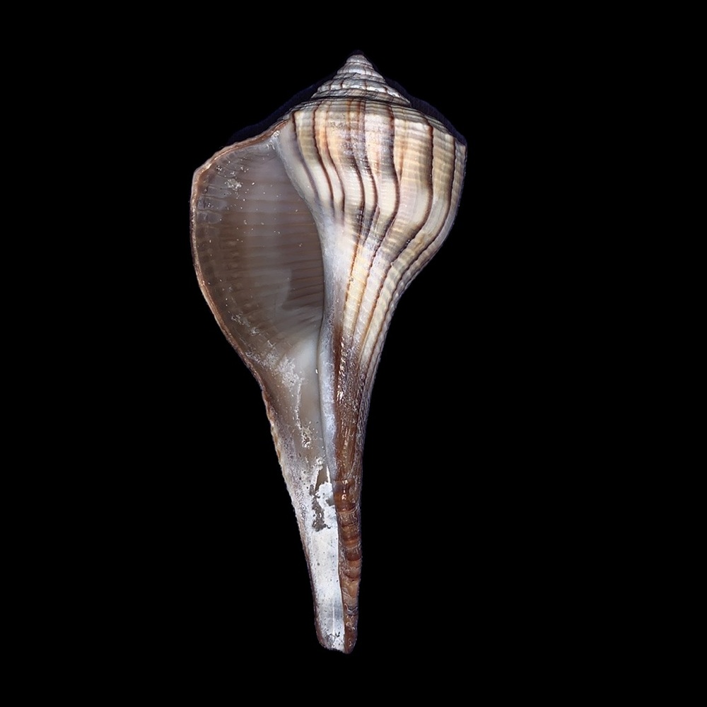 Lightening Whelk shell